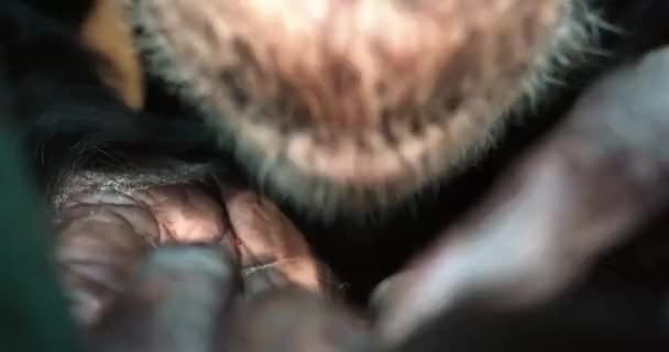 Monkey Bites His Fingernails — Stock Video