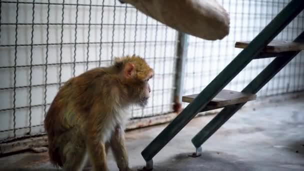 Der Affe Sitzt Auf Dem Boden Und Langweilt Sich — Stockvideo