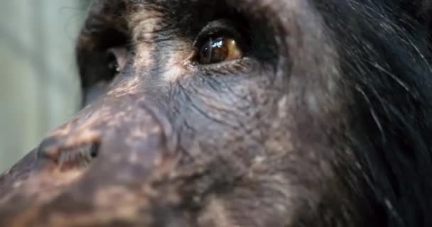 Małpa Szympans Bliska Gdzie Oczy Nos Wyraźnie Widoczne Podczas Drapania — Wideo stockowe