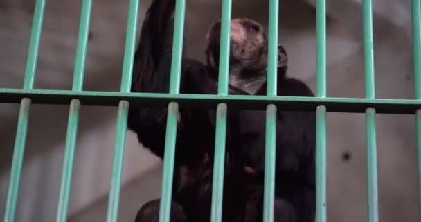 2金属グリルの後ろに閉じられたチンパンジーのサル屋内と悲しそうにそれらを通して見て — ストック動画
