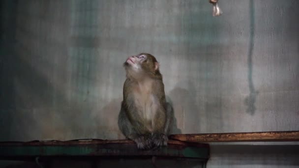 Macaco Senta Banco Dentro Casa Olha Para Câmera Enquanto Boceja — Vídeo de Stock