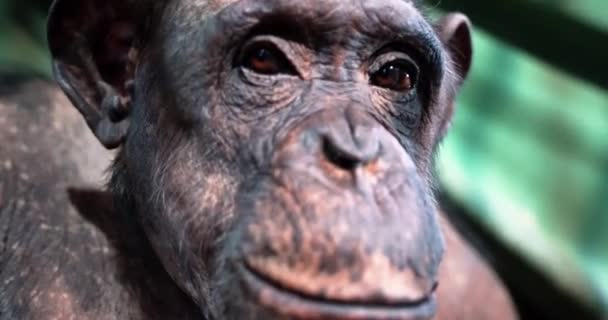 Schimpansengesichter Aus Nächster Nähe Geschossen — Stockvideo