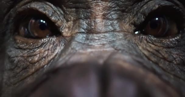 Gros Plans Des Yeux Singe Aux Yeux Marron — Video