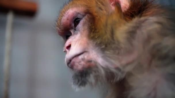 원숭이의 머리가 보이는 가까이 쏘았다 — 비디오
