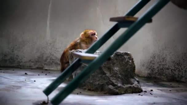 Małpa Siedzi Ziemi Się Nudzi — Wideo stockowe