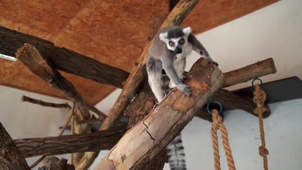 Macacos Lêmure Abrigo Fechado Escalam Galhos Com Grandes Caudas Pretas — Vídeo de Stock