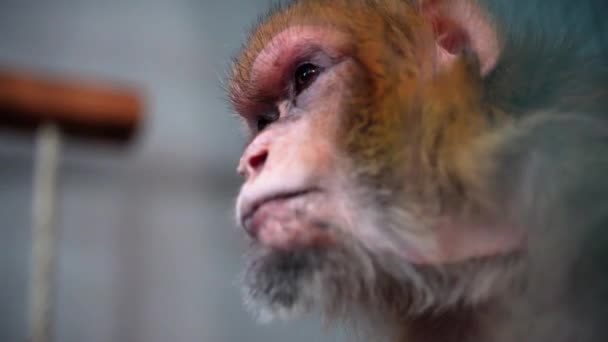 Cabeça Macaco Atirou Perto Como Ele Olha Pensativo — Vídeo de Stock
