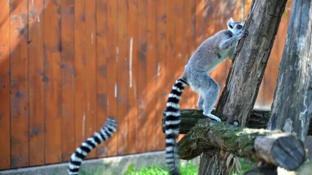 Petits Singes Lémuriens Avec Grandes Queues Noires Blanches Sautent Sur — Video