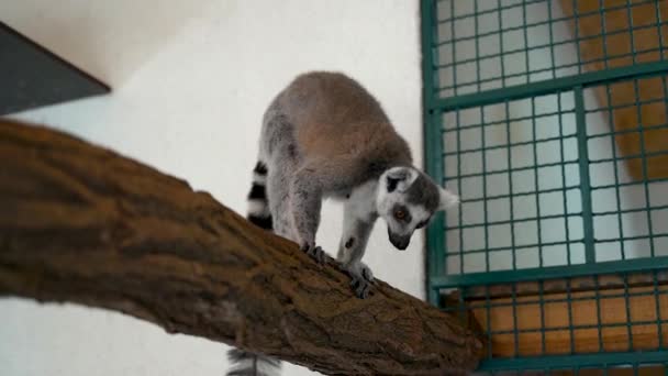 Lemur Monkeys Closed Shelter Climb Branches Large Black White Tails — Stock Video