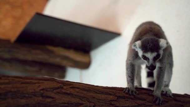Małp Lemur Zamkniętym Schronisku Wspiąć Gałęzie Dużymi Czarno Białymi Ogonami — Wideo stockowe