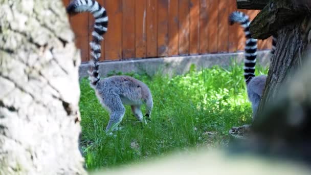 Lemur Little Monkeys Big Black White Tails Jump Trees Sunny — Stock Video