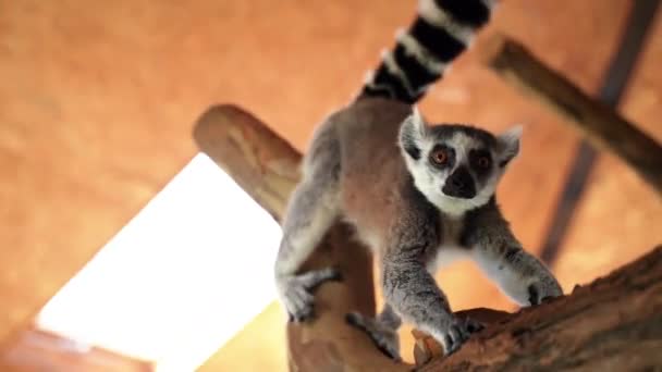 Lemur Monkeys Closed Shelter Climb Branches Large Black White Tails — Stock Video