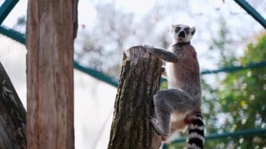 Büyük siyah ve beyaz kuyruklu 10 küçük maymun güneşli bir günde ağaçların üzerinde zıplıyorlar.