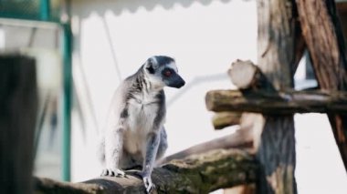 Büyük siyah beyaz kuyruklu 12 küçük maymun güneşli bir günde ağaçların üzerinde zıplıyorlar.