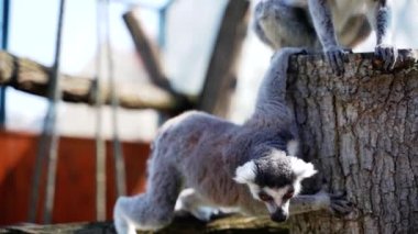 Büyük siyah beyaz kuyruklu 18 küçük maymun güneşli bir günde ağaçların üzerinde zıplıyorlar.