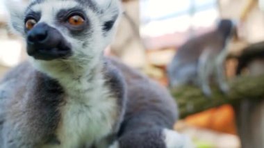 Büyük siyah ve beyaz kuyruklu 28 küçük maymun güneşli bir günde ağaçların üzerinde zıplıyorlar.