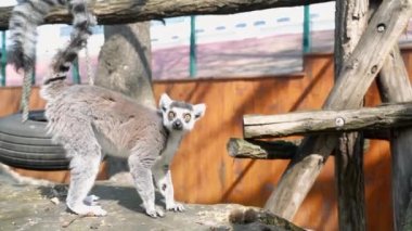 Büyük siyah beyaz kuyruklu 31 lemur küçük maymun güneşli bir günde ağaçların üzerinde zıplıyorlar.