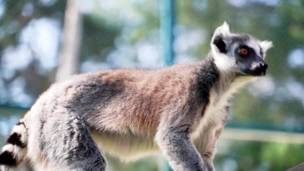 Macacos Lêmure Com Grandes Caudas Pretas Brancas Saltam Árvores Fora — Vídeo de Stock