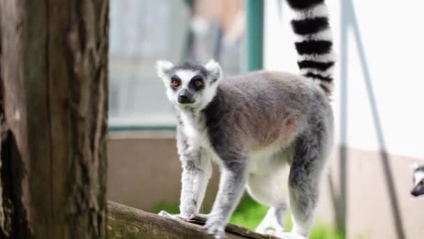 Lemur小さな猿で 大きな黒と白の尾が晴れた日に外の木にジャンプします — ストック動画