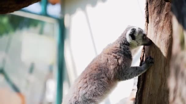 Lemur Małe Małpki Dużymi Czarno Białymi Ogonami Skakać Drzewach Zewnątrz — Wideo stockowe