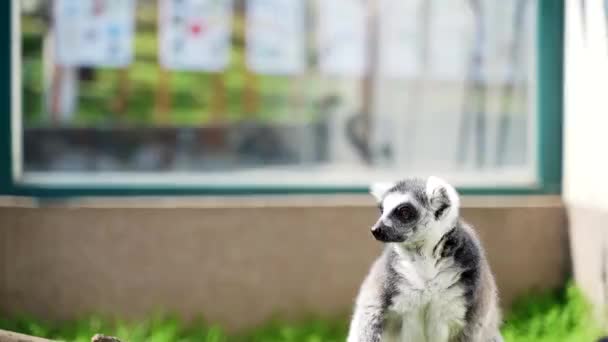 Lemur Little Monkeys Big Black White Tails Jump Trees Sunny — Stock Video