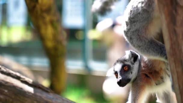 Lemur Små Apor Med Stora Svarta Och Vita Svansar Hoppa — Stockvideo