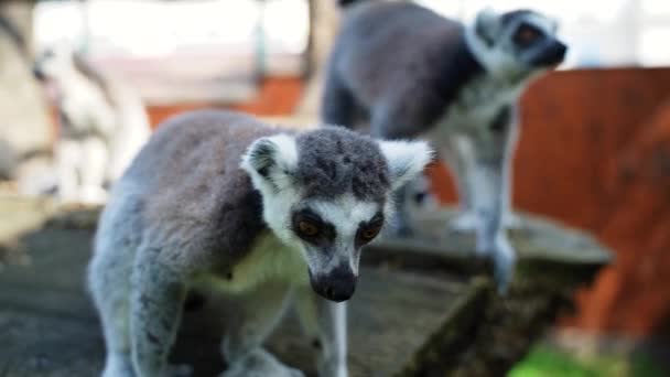 Scimmiette Lemure Con Grandi Code Bianche Nere Saltano Sugli Alberi — Video Stock