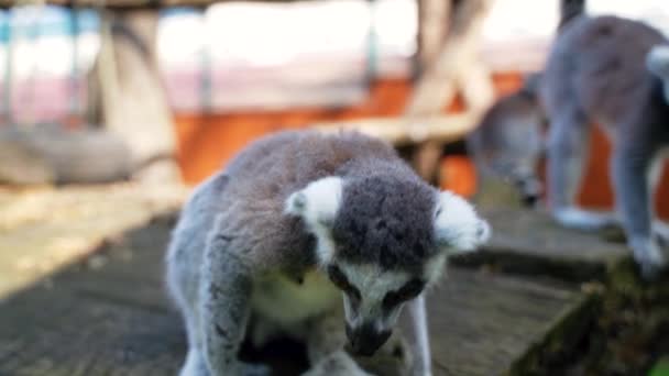 Scimmiette Lemure Con Grandi Code Bianche Nere Saltano Sugli Alberi — Video Stock