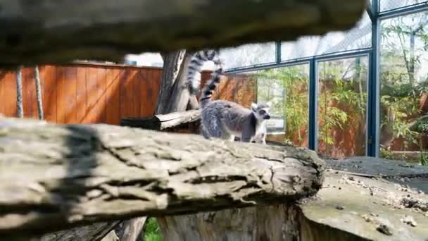 Maimuțe Mici Lemur Cozi Mari Negre Albe Sar Copaci Afară — Videoclip de stoc