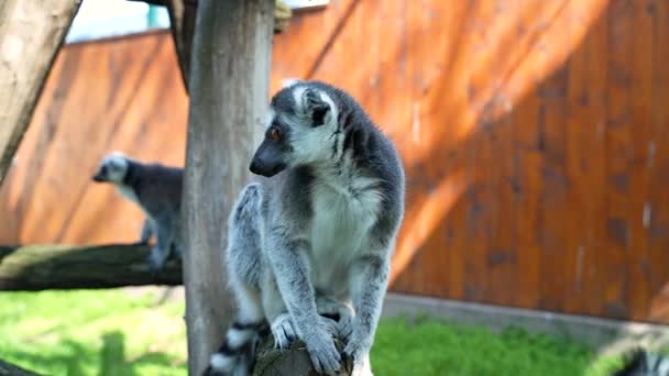 Macacos Lêmure Com Grandes Caudas Pretas Brancas Saltam Árvores Fora — Vídeo de Stock