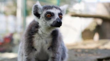 41 küçük maymun, büyük siyah beyaz kuyruklu güneşli bir günde ağaçların üzerinde zıplıyorlar.