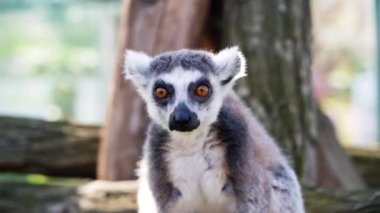 Büyük siyah ve beyaz kuyruklu 59 lemur küçük maymun güneşli bir günde ağaçların üzerinde zıplıyorlar.