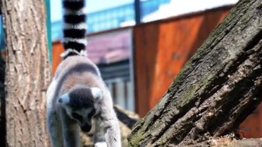 Büyük siyah beyaz kuyruklu 64 lemur küçük maymun güneşli bir günde ağaçların üzerinde zıplıyorlar.