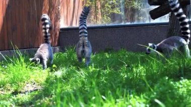 Büyük siyah ve beyaz kuyruklu 66 lemur küçük maymun güneşli bir günde ağaçların üzerinde zıplıyorlar.