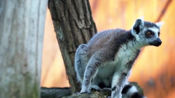 阳光明媚的日子里 39只黑白相间的狐猴在外面的树上跳跃 — 图库视频影像