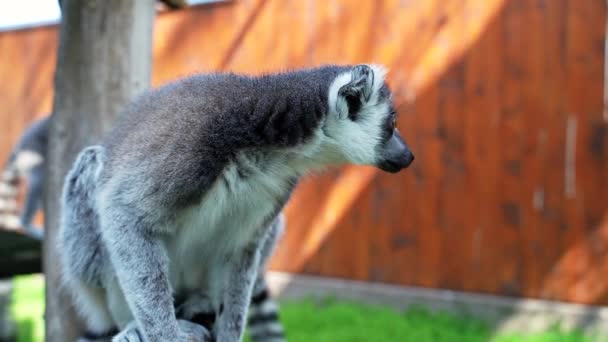 Macacos Lêmure Com Grandes Caudas Pretas Brancas Saltam Árvores Exterior — Vídeo de Stock