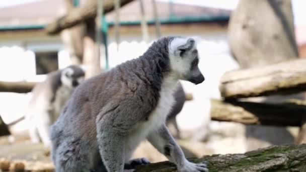 Lemurowe Małpki Dużymi Czarno Białymi Ogonami Skaczą Drzewach Słoneczny Dzień — Wideo stockowe