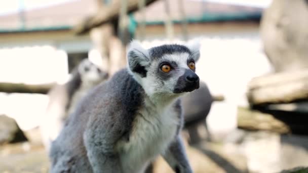 Lemur Malé Opice Velkými Černobílými Ocasy Skočit Stromy Venku Slunečného — Stock video