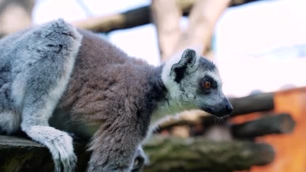 Lemur小さな猿で大きな黒と白の尾は晴れた日に外の木にジャンプします — ストック動画