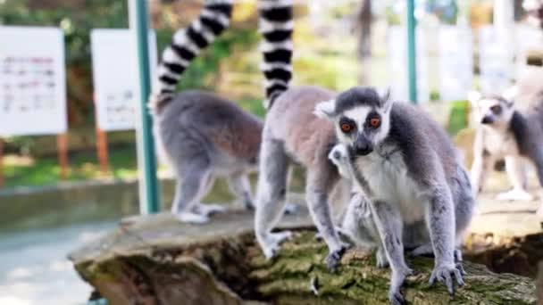 Lemur Små Apor Med Stora Svarta Och Vita Svansar Hoppa — Stockvideo
