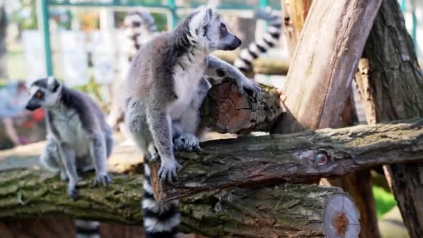 Lemur小さな猿で大きな黒と白の尾が晴れた日に外の木にジャンプします — ストック動画
