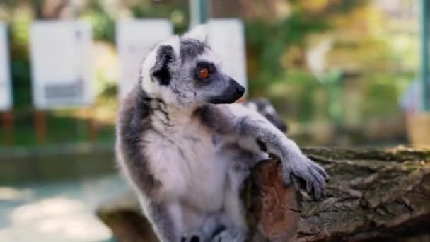 Lemur Malé Opice Velkými Černobílými Ocasy Skočit Stromy Venku Slunečného — Stock video