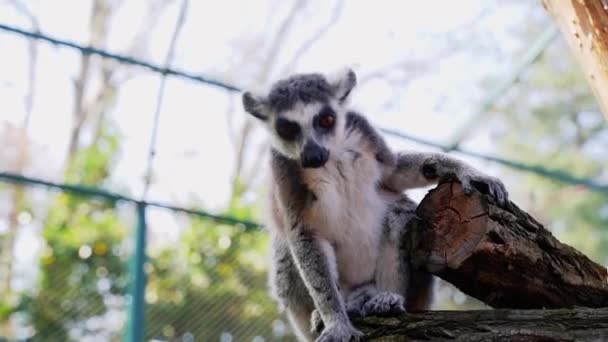 Lemur小さな猿で 大きな黒と白の尾が晴れた日に木の上をジャンプします — ストック動画
