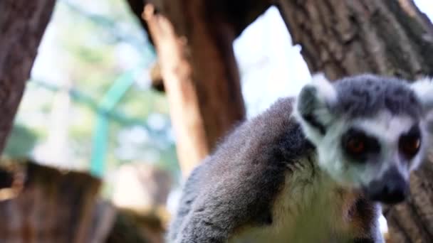 Lemur Małe Małpki Dużymi Czarno Białymi Ogonami Skakać Drzewach Zewnątrz — Wideo stockowe