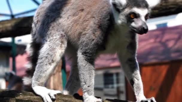 Macacos Lêmure Com Grandes Caudas Pretas Brancas Saltam Árvores Exterior — Vídeo de Stock