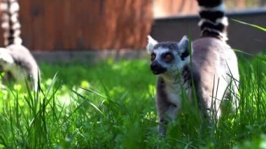Büyük siyah beyaz kuyruklu 69 lemur küçük maymun güneşli bir günde ağaçların üzerinde zıplıyorlar.
