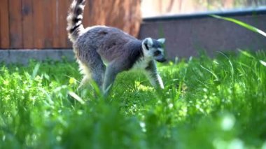 Büyük siyah ve beyaz kuyruklu 70 lemur küçük maymun güneşli bir günde ağaçların üzerinde zıplıyorlar.