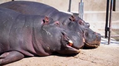 2 erkek ve dişi su aygırı yerde dinleniyor ve uyuyor. Büyük dişlerle güneş banyosu yapıyorlar.