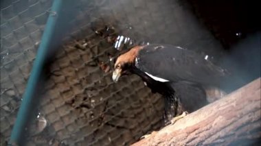2) Kapalı alanda bir dalda duran kahverengi kartal