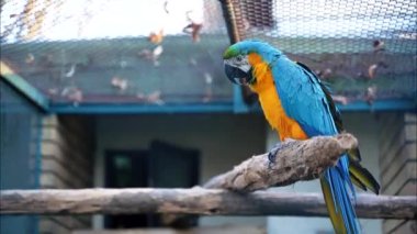 Biri mavi-turuncu tüyleri ve geniş keskin gagası olan güzel bir papağan. Kapalı basitlikte bir dalda duruyor.